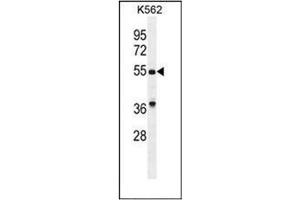 Western blot analysis of GDF9 Antibody (N-term) in K562 cell line lysates (35ug/lane). (GDF9 anticorps  (N-Term))