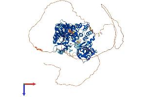 AlphaFold protein structure predicition of Mouse Recombinant Lig1 Protein, UniprotID P37913