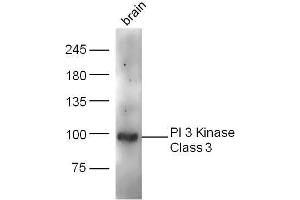 Mouse brain lysates probed with PI 3 Kinase Class 3 Polyclonal Antibody, unconjugated  at 1:300 overnight at 4°C followed by a conjugated secondary antibody at 1:10000 for 60 minutes at 37°C. (PIK3C3 anticorps  (AA 301-400))