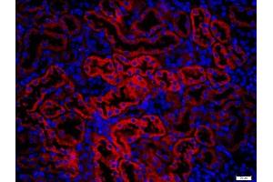 Paraformaldehyde-fixed, paraffin embedded mouse kidney, Antigen retrieval by boiling in sodium citrate buffer (pH6) for 15min, Block endogenous peroxidase by 3% hydrogen peroxide for 20 minutes, Blocking buffer (normal goat serum) at 37°C for 30min, Antibody incubation with KRAS Polyclonal Antibody, Unconjugated  at 1:400 overnight at 4°C, followed by a conjugated secondary (Goat Anti-rabbit IgG/Bio) for 20minutes at 37°C, followed by a conjugated streptavidin at 1:500 for 40 minutes and DAPI staining of the nuclei.
