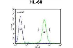 Flow cytometric analysis of HL-60 cells using RINL Antibody (N-term) Cat. (RINL anticorps  (N-Term))