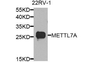 Western blot analysis of extracts of 22Rv1 cells, using METTL7A antibody.