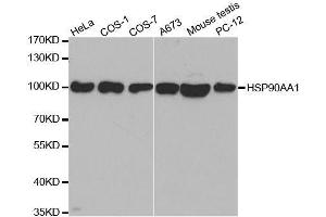 Western blot analysis of extracts of various cell lines, using HSP90AA1 antibody.