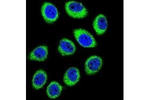 Confocal immunofluorescent analysis of GCLC antibody with U-251MG cells followed by Alexa Fluor 488-conjugated goat anti-rabbit lgG (green).