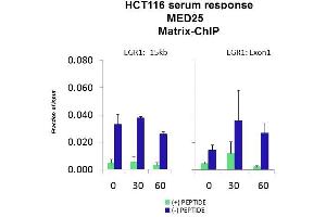 Quiescent human colon carcinoma HCT116 cultures were treated with 10% FBS for three time points (0, 15, 30min) or (0, 30, 60min) were used in Matrix-ChIP and real-time PCR assays at EGR1 gene (Exon1) and 15kb upstream site. (MED25 anticorps  (N-Term))