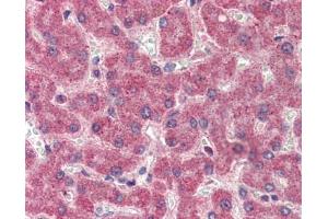 Factor II antibody was used for immunohistochemistry at a concentration of 4-8 ug/ml. (Factor II anticorps)
