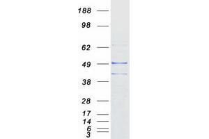 Validation with Western Blot (Prokineticin Receptor 1 Protein (PROKR1) (Myc-DYKDDDDK Tag))