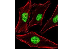 Fluorescent image of Hela cells stained with HLN1 Antibody (N-term) A. (PPHLN1 anticorps  (N-Term))