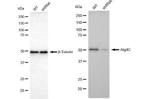Western blotting analysis using Atg4C antibody (ABIN7797711).