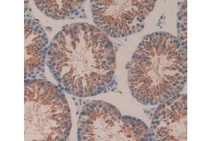IHC-P analysis of Mouse Testis Tissue, with DAB staining. (CD51 anticorps  (AA 71-322))