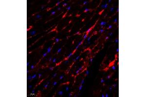 Immunofluorescence analysis of paraffin embedded mouse heart using PLXNC1 (ABIN7075109) at dilution of 1: 650 (Plexin C1 anticorps)