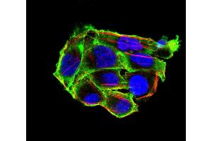 Immunofluorescence analysis of Hela cells using VIL1 mouse mAb (green). (Villin 1 anticorps  (AA 1-209))