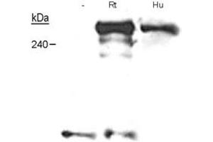 Western blot analysis of NF1 in Schwann cells from embryonic knockout mice, adult human nerves and neonatal rat nerves with NF1 monoclonal antibody, clone McNFn27a . (Neurofibromin 1 anticorps  (AA 27-41))