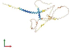 AlphaFold protein structure predicition of Human Recombinant SPEM1 Protein, UniprotID Q8N4L4