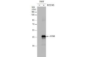 WB Image Non-transfected (–) and transfected (+) 293T whole cell extracts (30 μg) were separated by 10% SDS-PAGE, and the membrane was blotted with CCN3 antibody , diluted at 1:5000. (NOV anticorps  (Center))