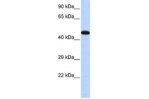 WB Suggested Anti-AKAP5 Antibody Titration:  0. (AKAP5 anticorps  (Middle Region))