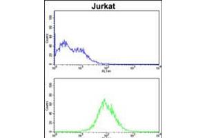Flow cytometric analysis of Jurkat cells (bottom histogram) compared to a negative control cell (top histogram). (CDCA3 anticorps  (N-Term))