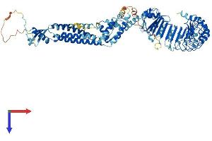 AlphaFold protein structure predicition of Mouse Recombinant Lrrc8a Protein, UniprotID Q80WG5
