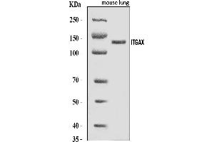 Western blot analysis of CD11c/Itgax using anti-CD11c/Itgax antibody (ABIN7600041).