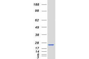 Validation with Western Blot