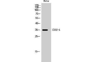 Western Blotting (WB) image for anti-Fc Fragment of IgG, Low Affinity IIa, Receptor (CD32) (FCGR2A) (C-Term) antibody (ABIN3183764) (FCGR2A anticorps  (C-Term))
