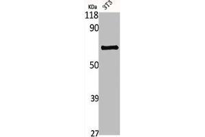 Western Blot analysis of NIH-3T3 cells using GBP3 Polyclonal Antibody