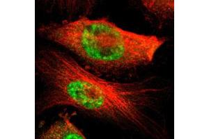 Immunofluorescent staining of U-251 MG with MED4 polyclonal antibody  (Green) shows positivity in nucleus but excluded from the nucleoli. (MED4 anticorps)