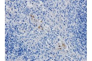 Immunohistochemical staining of rabbit spleen using anti-CD4 antibody YNB46. (Recombinant CD4 anticorps)