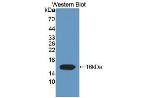 Detection of Recombinant ELOC, Human using Polyclonal Antibody to Elongin C (ELOC) (TCEB1 anticorps  (AA 1-112))