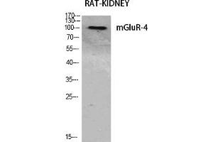 Western Blot analysis of various cells using mGluR-4 Polyclonal Antibody diluted at 1:500.