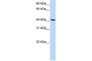 WB Suggested Anti-SLC22A18 Antibody Titration:  0. (ORCTL-2/SLC22A18 anticorps  (N-Term))