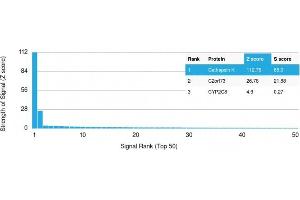Analysis of Protein Array containing more than 19,000 full-length human proteins using Cathepsin K Mouse Monoclonal Antibody (CTSK/2792) Z- and S- Score: The Z-score represents the strength of a signal that a monoclonal antibody (Monoclonal Antibody) (in combination with a fluorescently-tagged anti-IgG secondary antibody) produces when binding to a particular protein on the HuProtTM array. (Cathepsin K anticorps  (AA 163-274))