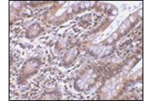 Immunohistochemistry of Livin in human small intestine tissue with this product at 5 μg/ml. (BIRC7 anticorps  (AA 264-280))