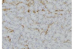 ABIN6279737 at 1/100 staining Mouse kidney tissue by IHC-P. (RAB33B anticorps  (Internal Region))