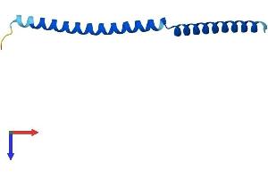 AlphaFold protein structure predicition of Mouse Recombinant Syce3 Protein, UniprotID B5KM66