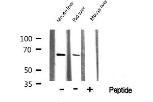 Western blot analysis of AMPK1 expression in various lysates