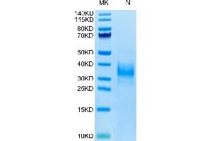 Biotinylated Human SOST on Tris-Bis PAGE under reduced condition.