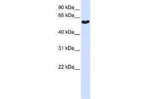 Western Blotting (WB) image for anti-Synaptotagmin III (SYT3) antibody (ABIN2459355) (Synaptotagmin 3 anticorps)