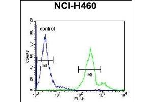 LTM5 Antibody (N-term) 10077a flow cytometric analysis of NCI- cells (right histogram) compared to a negative control cell (left histogram). (LAPTM5 anticorps  (N-Term))