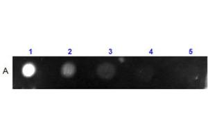 Dot Blot Results of Mouse IgG2b Isotype Control Allophycocyanin Conjugated.