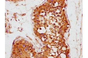 IHC image of ABIN7157267 diluted at 1:800 and staining in paraffin-embedded human testis tissue performed on a Leica BondTM system.