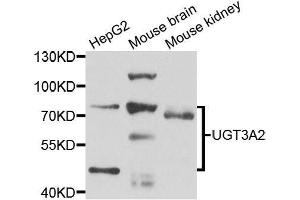 Western blot analysis of extracts of various cell lines, using UGT3A2 antibody. (UGT3A2 anticorps  (AA 23-300))