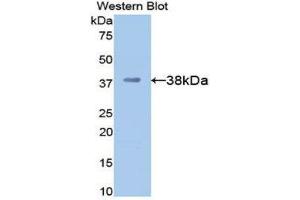 Western Blotting (WB) image for anti-Apolipoprotein H (Beta-2-Glycoprotein I) (APOH) (AA 21-345) antibody (ABIN1077829) (APOH anticorps  (AA 21-345))