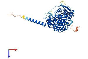 AlphaFold protein structure predicition of Human Recombinant ABHD1 Protein, UniprotID Q96SE0