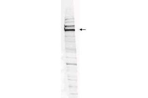 Western blot analysis is shown using  Affinity Purified anti-Human WHIP antibody to detect Human WHIP present in a HEK293 whole cell lysate. (WRNIP1 anticorps  (Internal Region, Isoform 1, Isoform 2))
