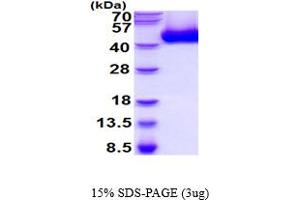 SDS-PAGE (SDS) image for Complement Decay-Accelerating Factor (CD55) (AA 35-362) protein (His tag) (ABIN5854562) (CD55 Protein (AA 35-362) (His tag))