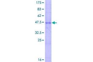 Image no. 1 for Interleukin 24 (IL24) (AA 1-206) protein (GST tag) (ABIN1307792)