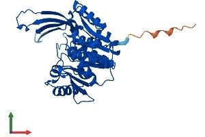 AlphaFold protein structure predicition of Mouse Recombinant Rbks Protein, UniprotID Q8R1Q9
