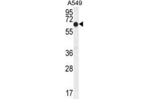 Western Blotting (WB) image for anti-Elongation Factor RNA Polymerase II (ELL) antibody (ABIN2995549) (ELL anticorps)