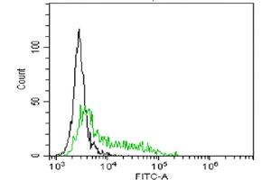 Activated monocytes marked with B-E8